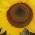 girasol